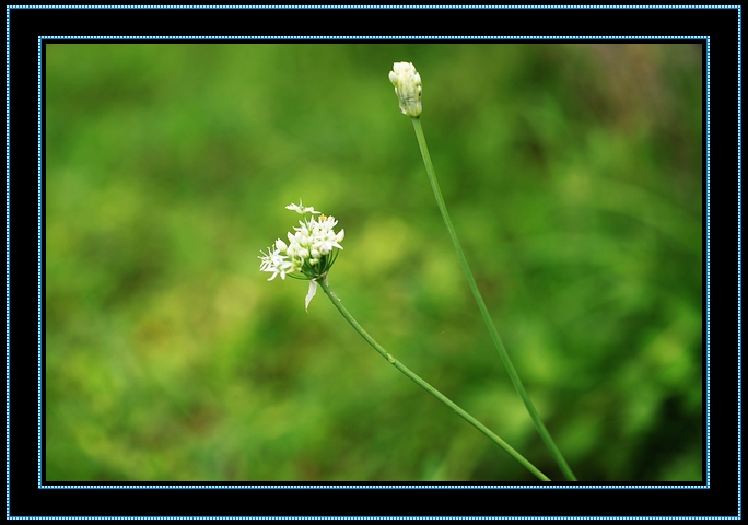 nEO_IMG_2012.07.23 083.jpg