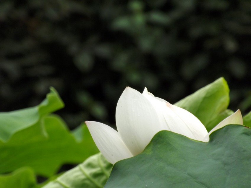 DSCF3391_conew1.jpg
