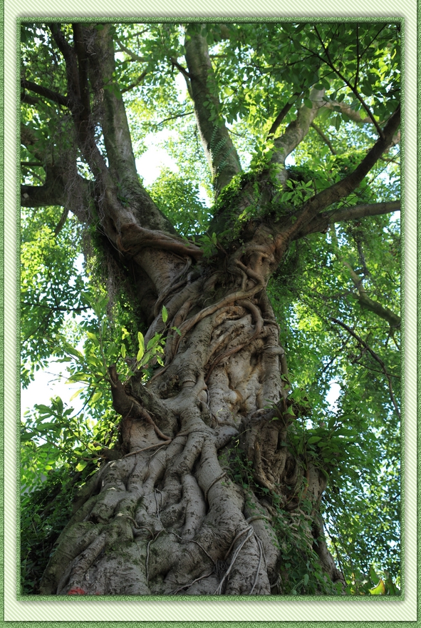 nEO_IMG_2012.07.ӪϹկ 006.jpg