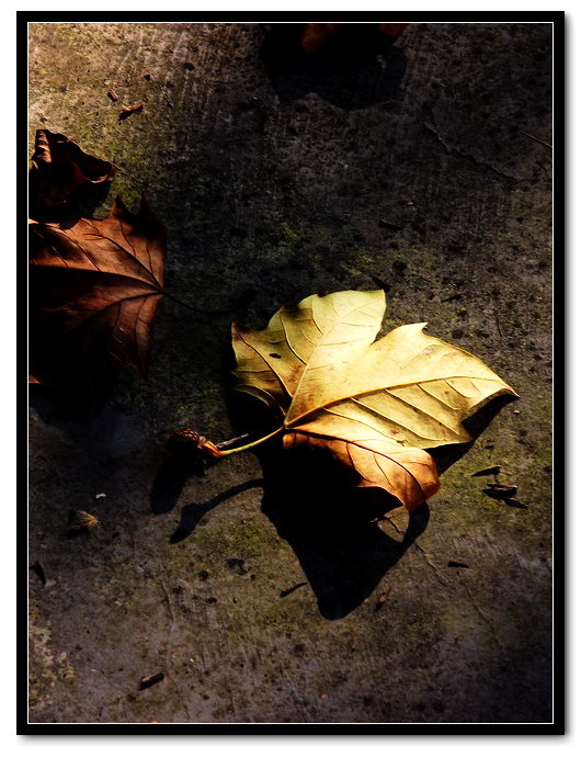 DSCF3623.jpg