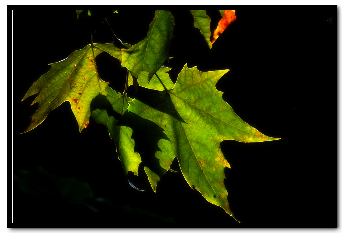 DSCF3628.jpg