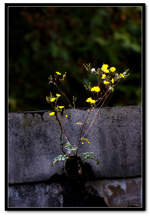 DSCF3727.jpg