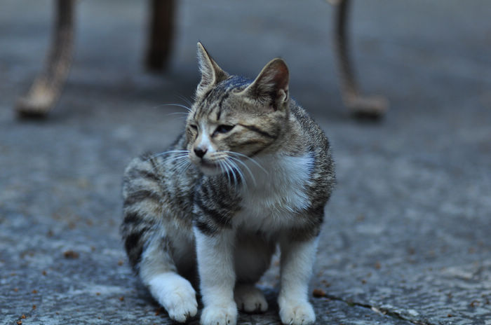 DSC_1919.JPG