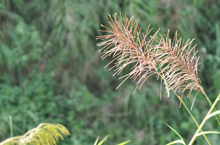 DSC_2659.jpg