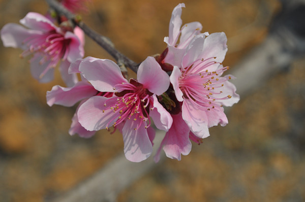 DSC_2332_.jpg
