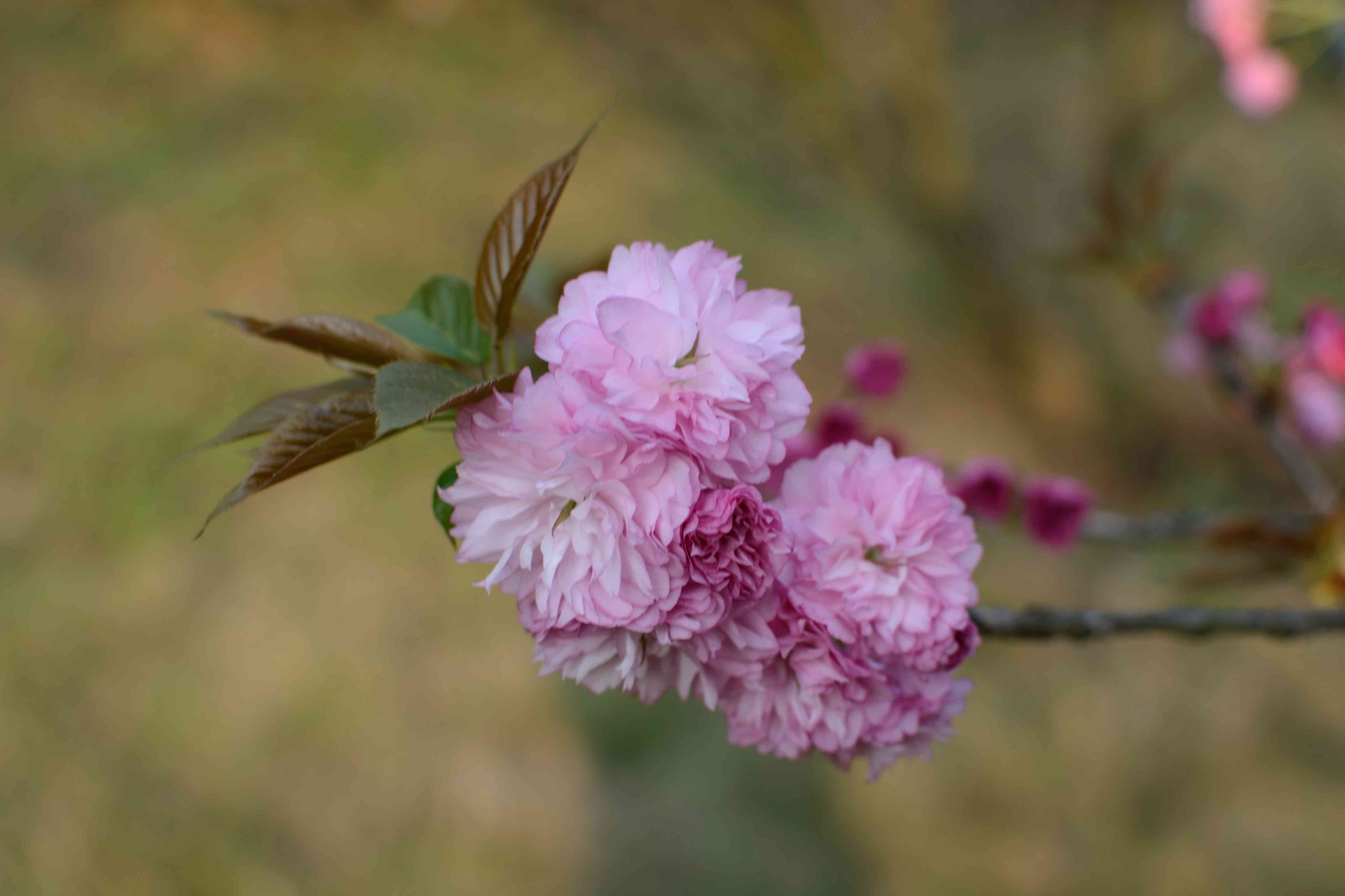 DSC_4583.JPG