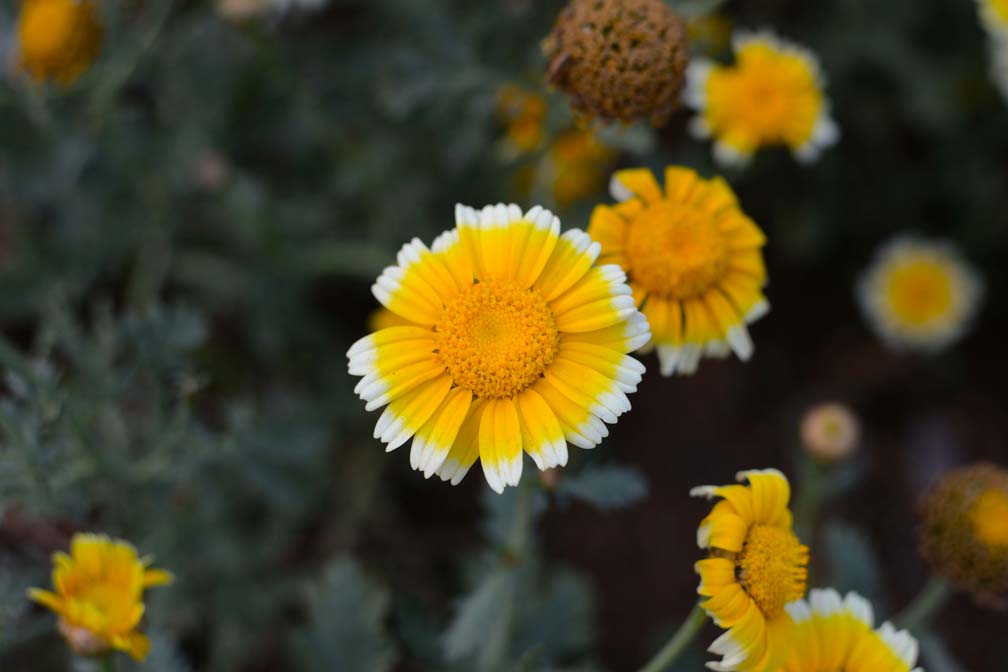 DSC_5124.JPG
