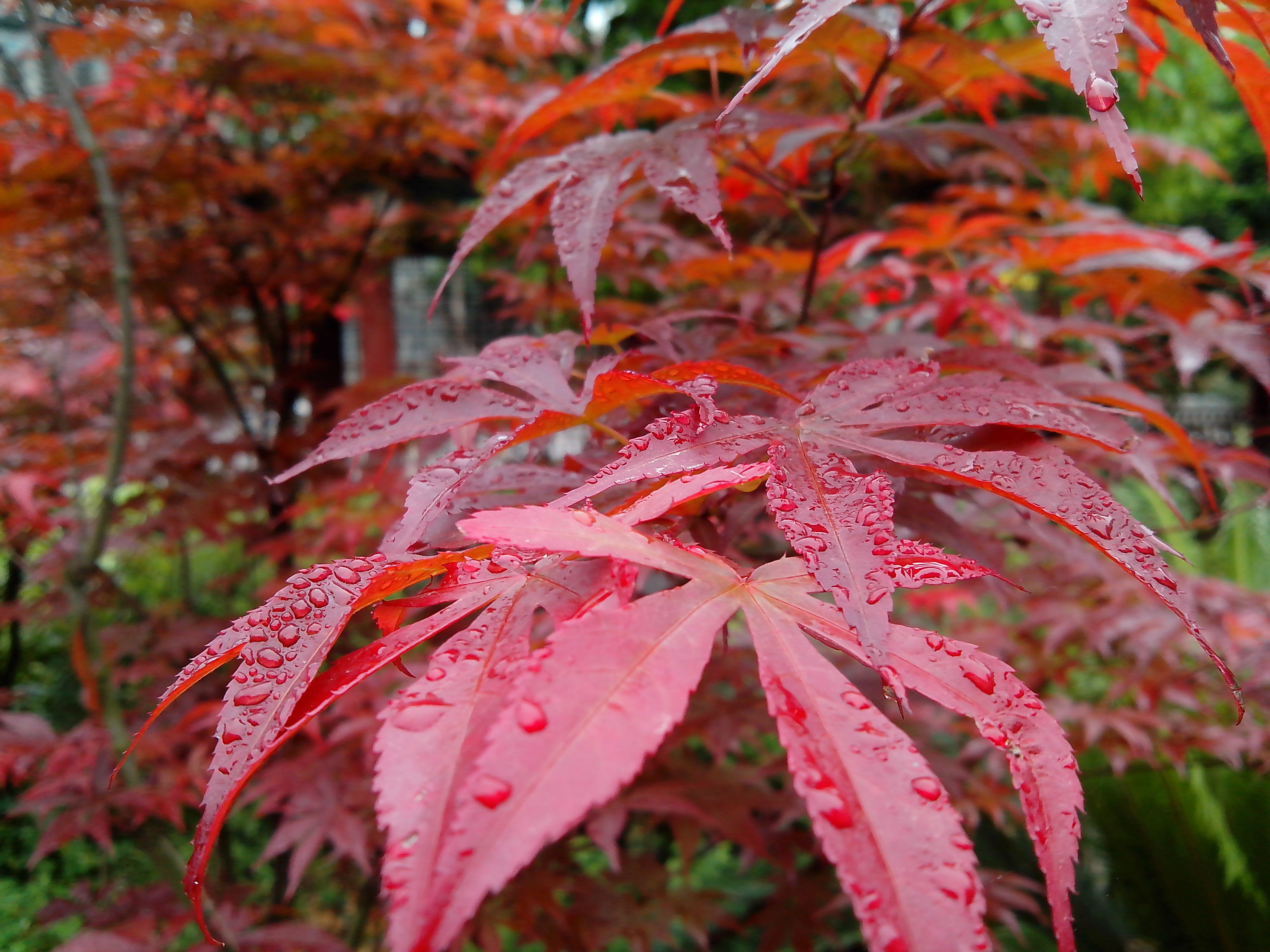 IMG_20130330_092134.jpg