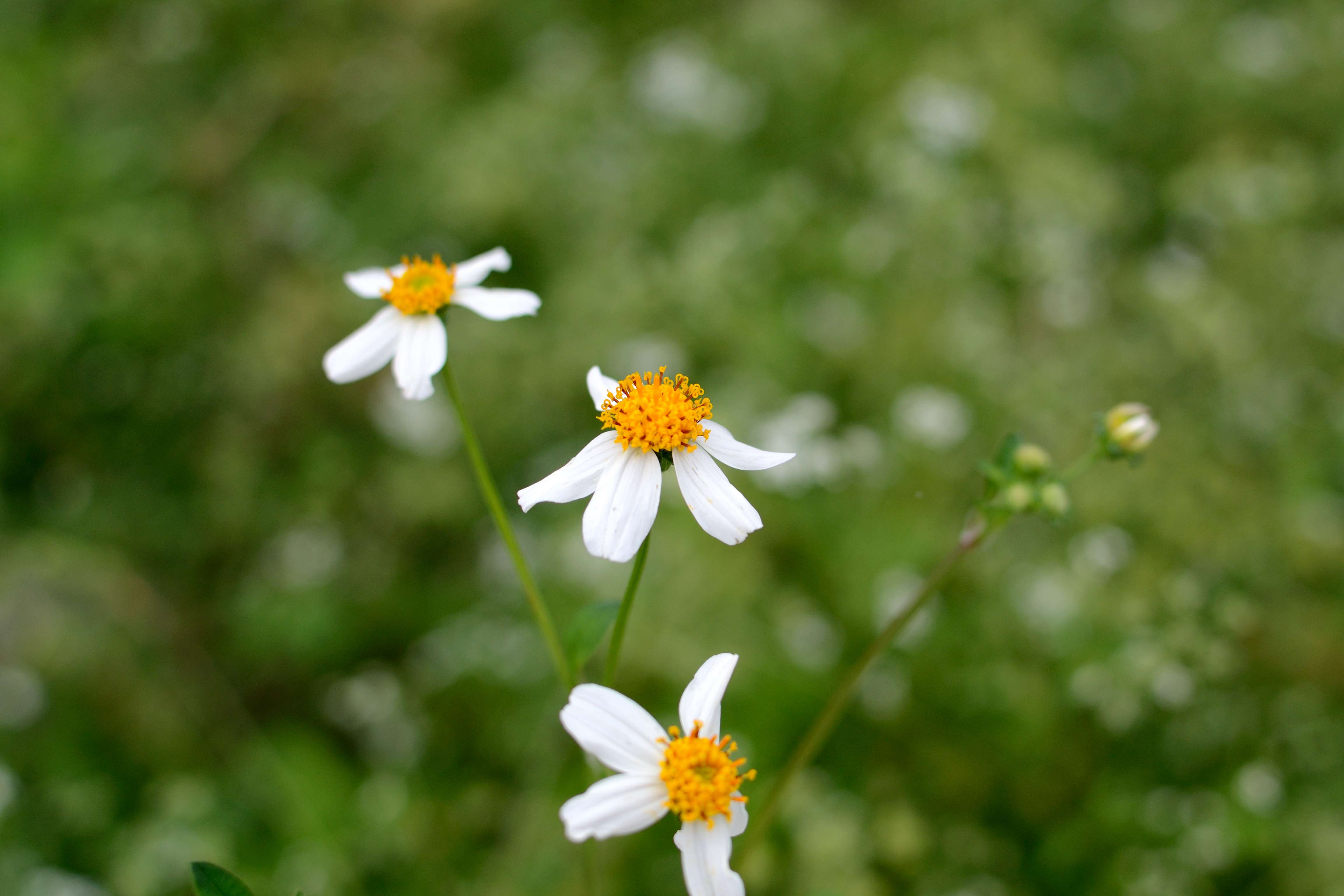 DSC_7710.JPG