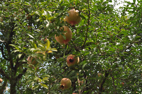 DSC_4852.JPG