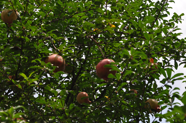 DSC_4854.JPG