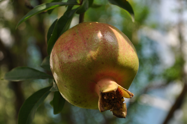 DSC_4855.JPG