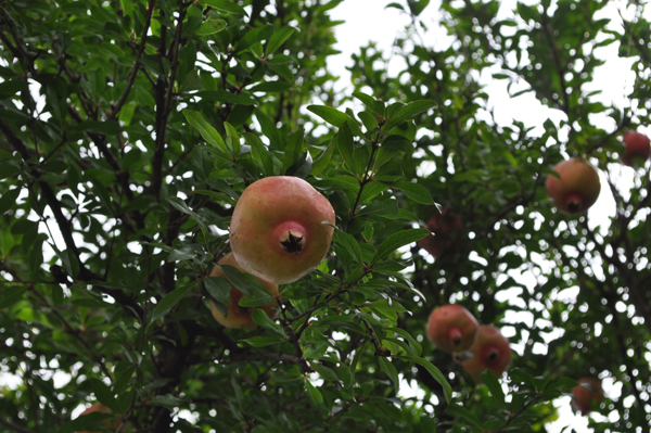 DSC_4857.JPG