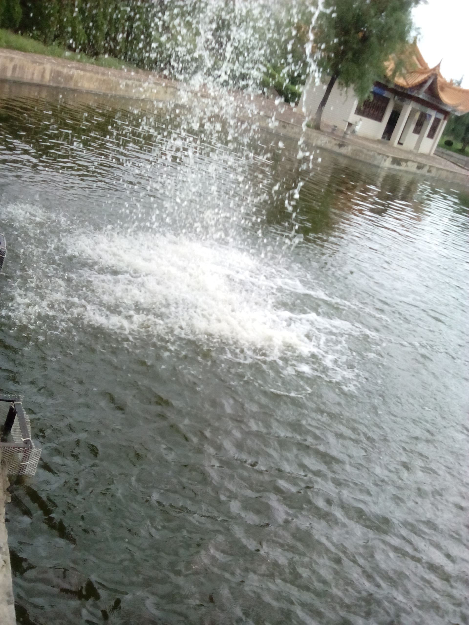 IMG_20130609_103956.jpg