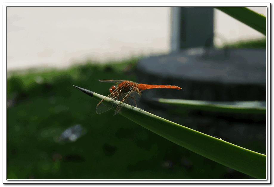 DSC00188.jpg