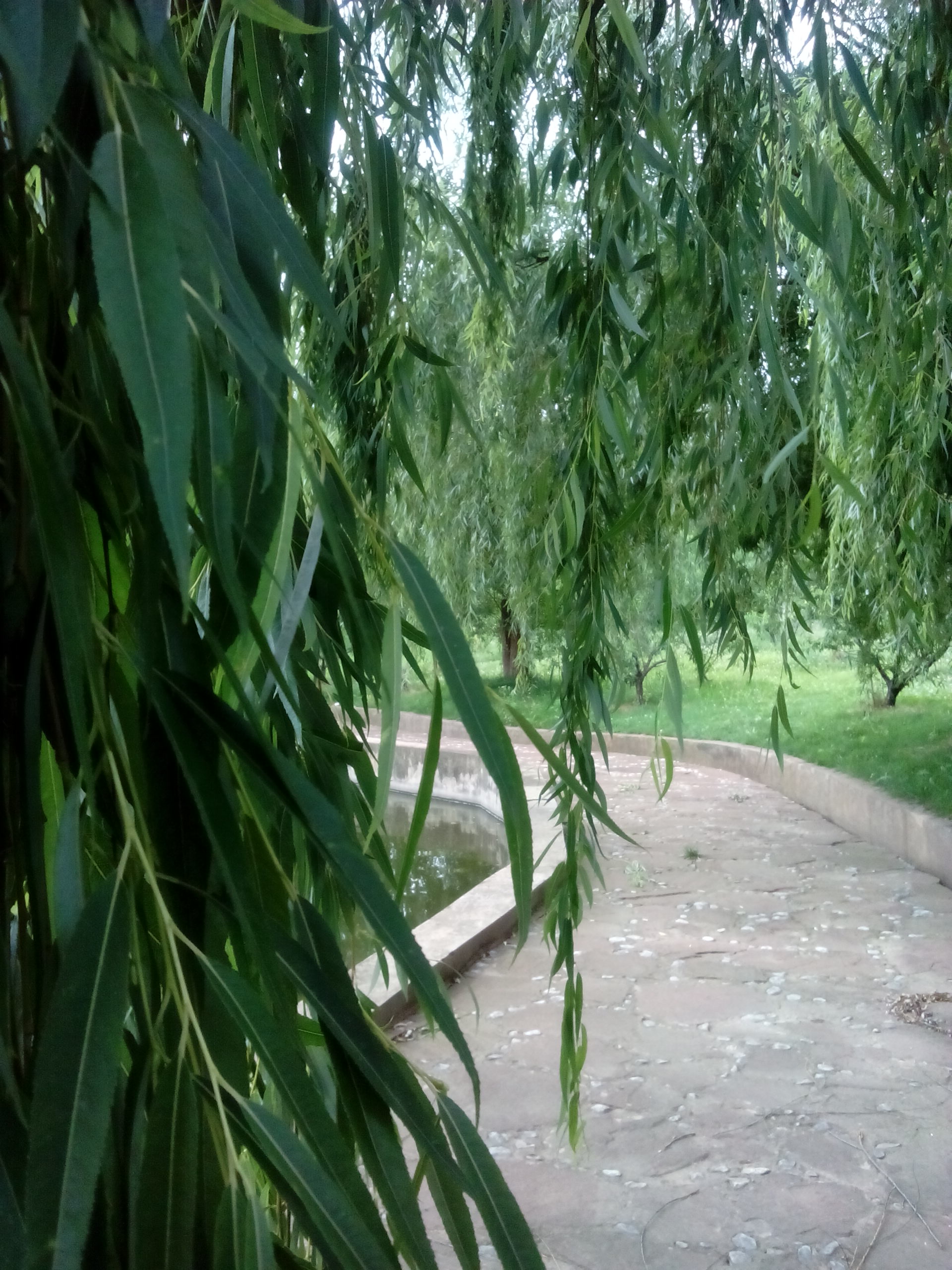 IMG_20130609_104155.jpg