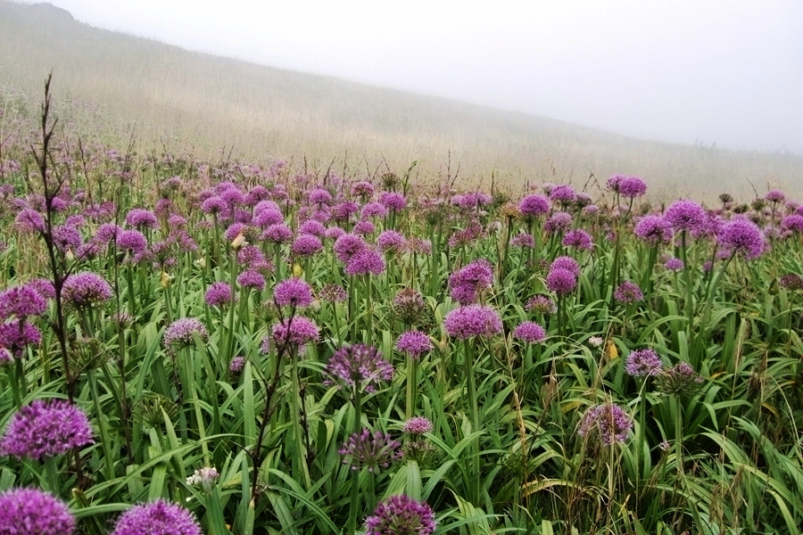 DSCF6376.jpg