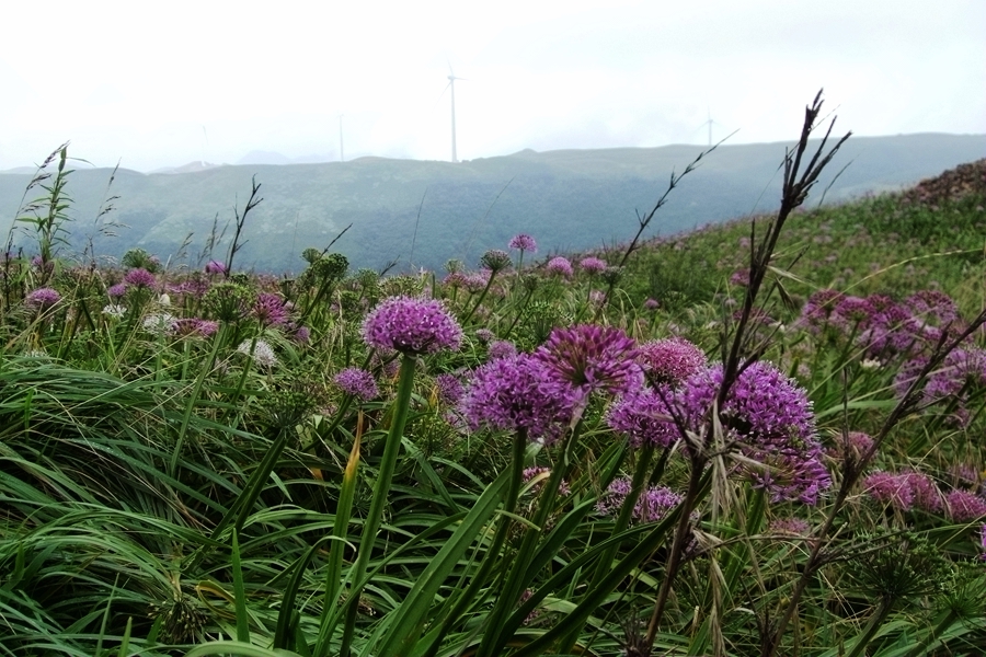 DSCF6377.jpg