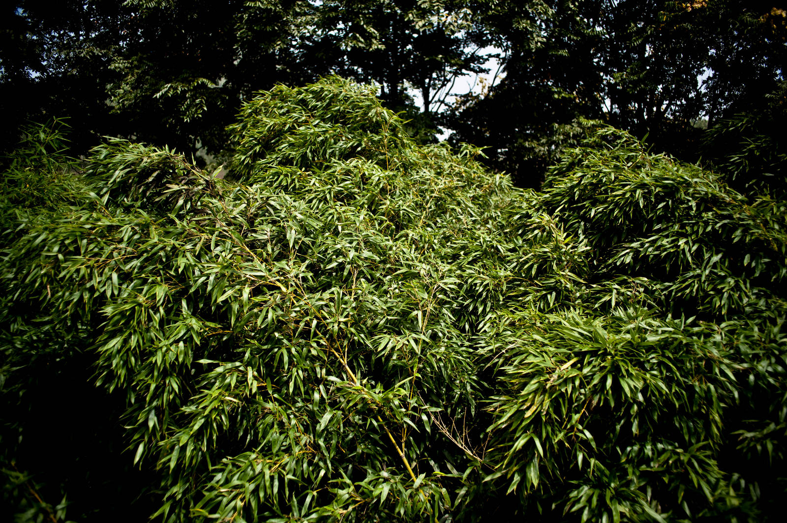 _DSC7652.jpg