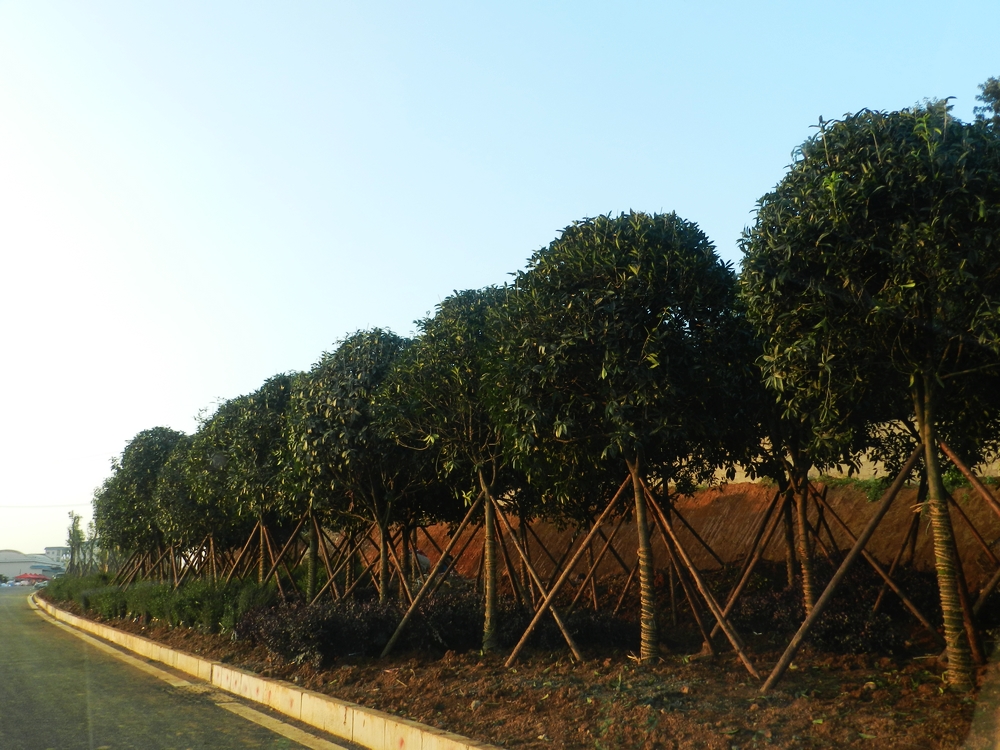 DSCN8590.jpg