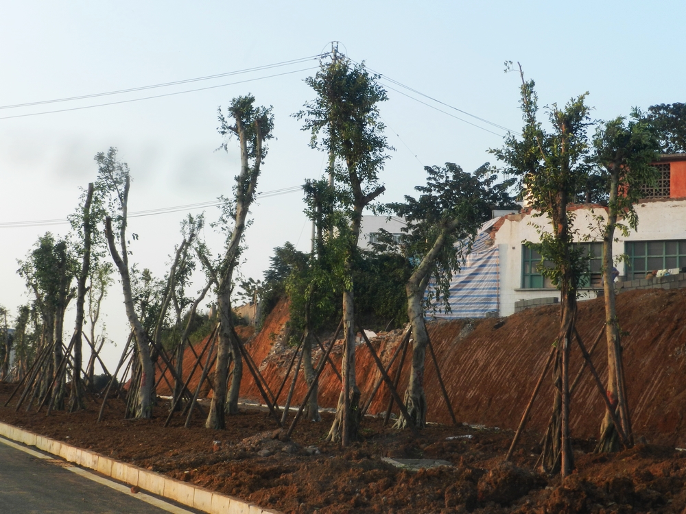 DSCN8598.jpg