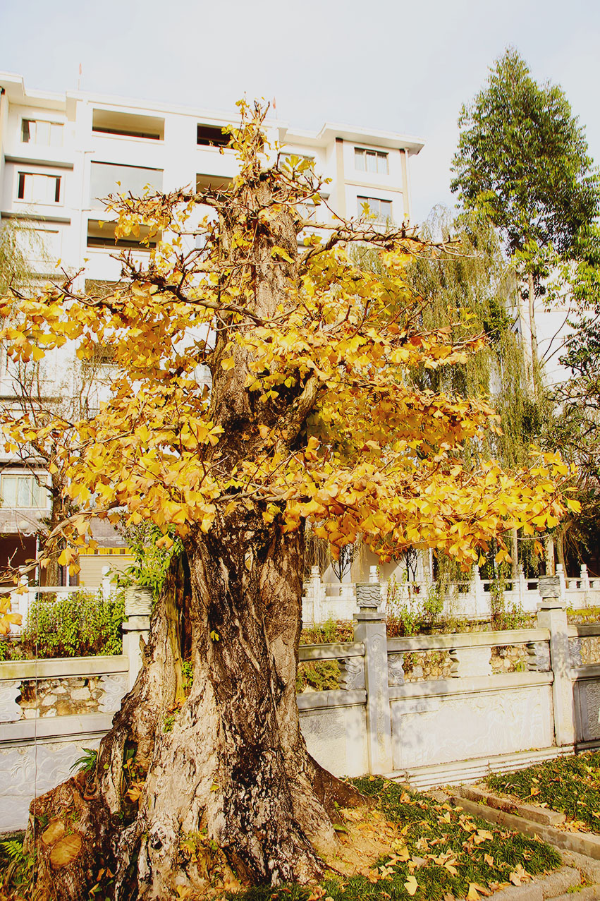 _MG_2235.JPG