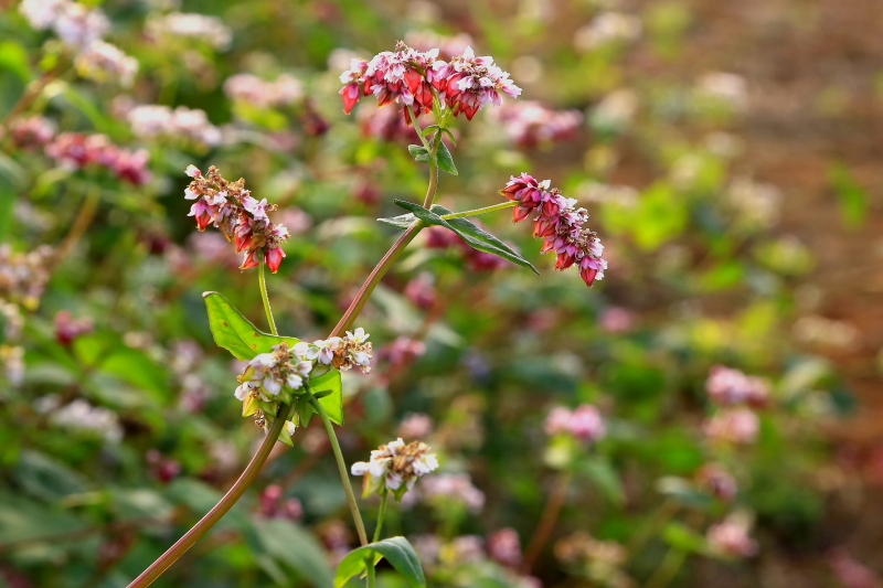 DPP_0305.JPG