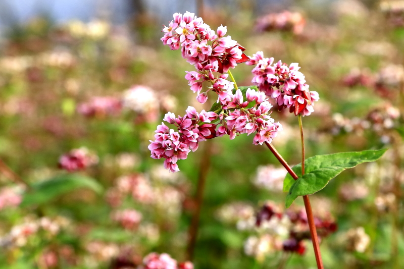 蕎麥花