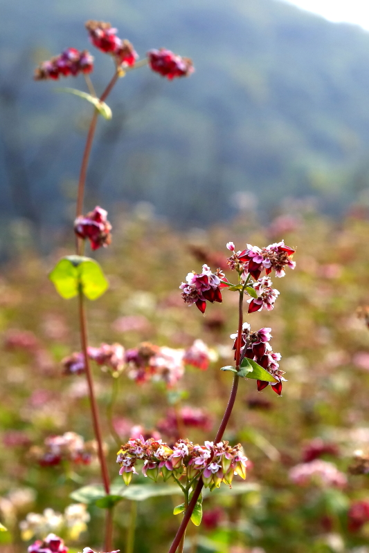 DPP_0311.JPG