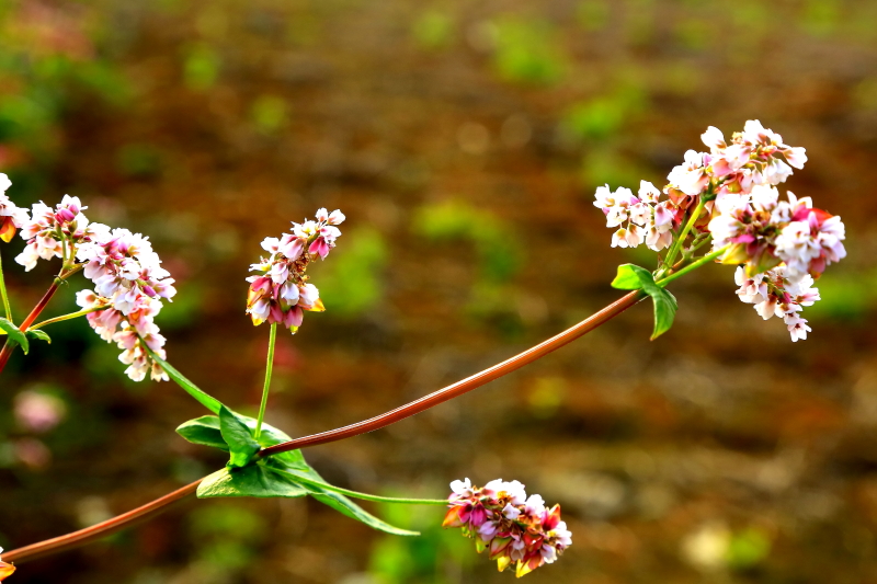 DPP_0308.JPG