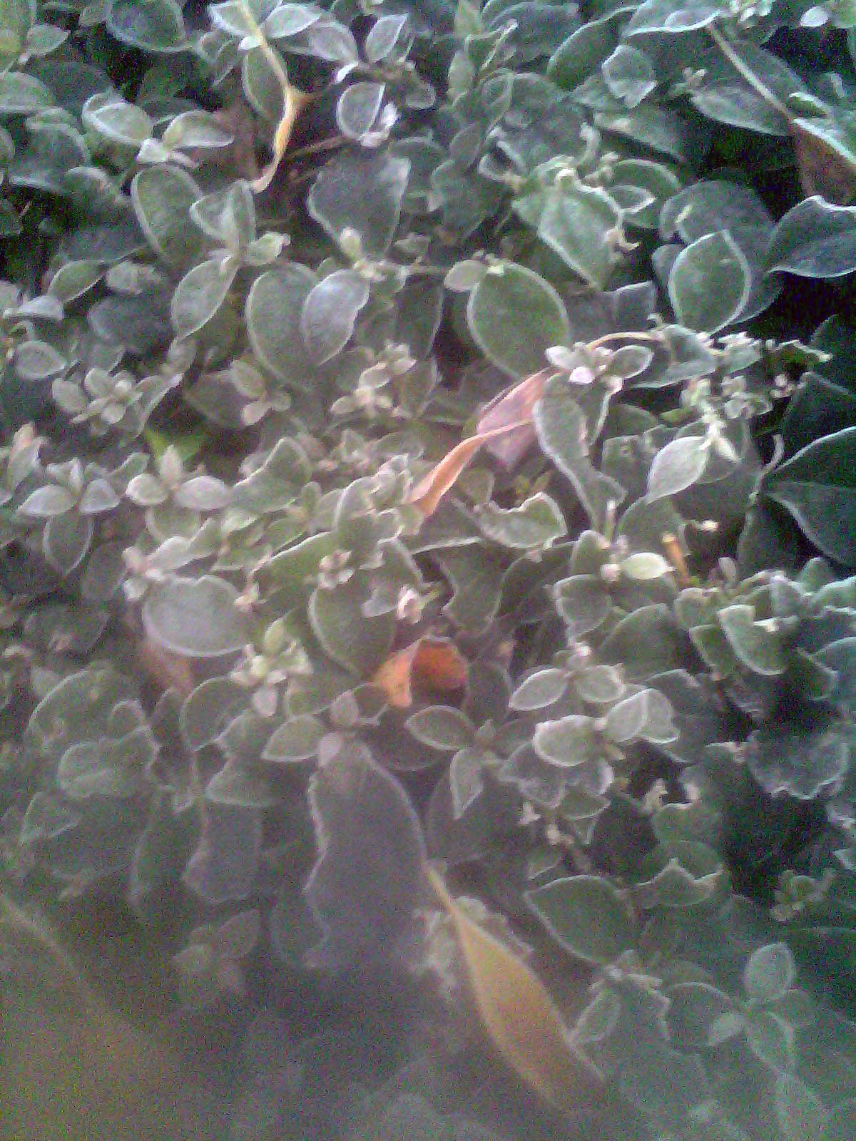 IMG1770A.jpg