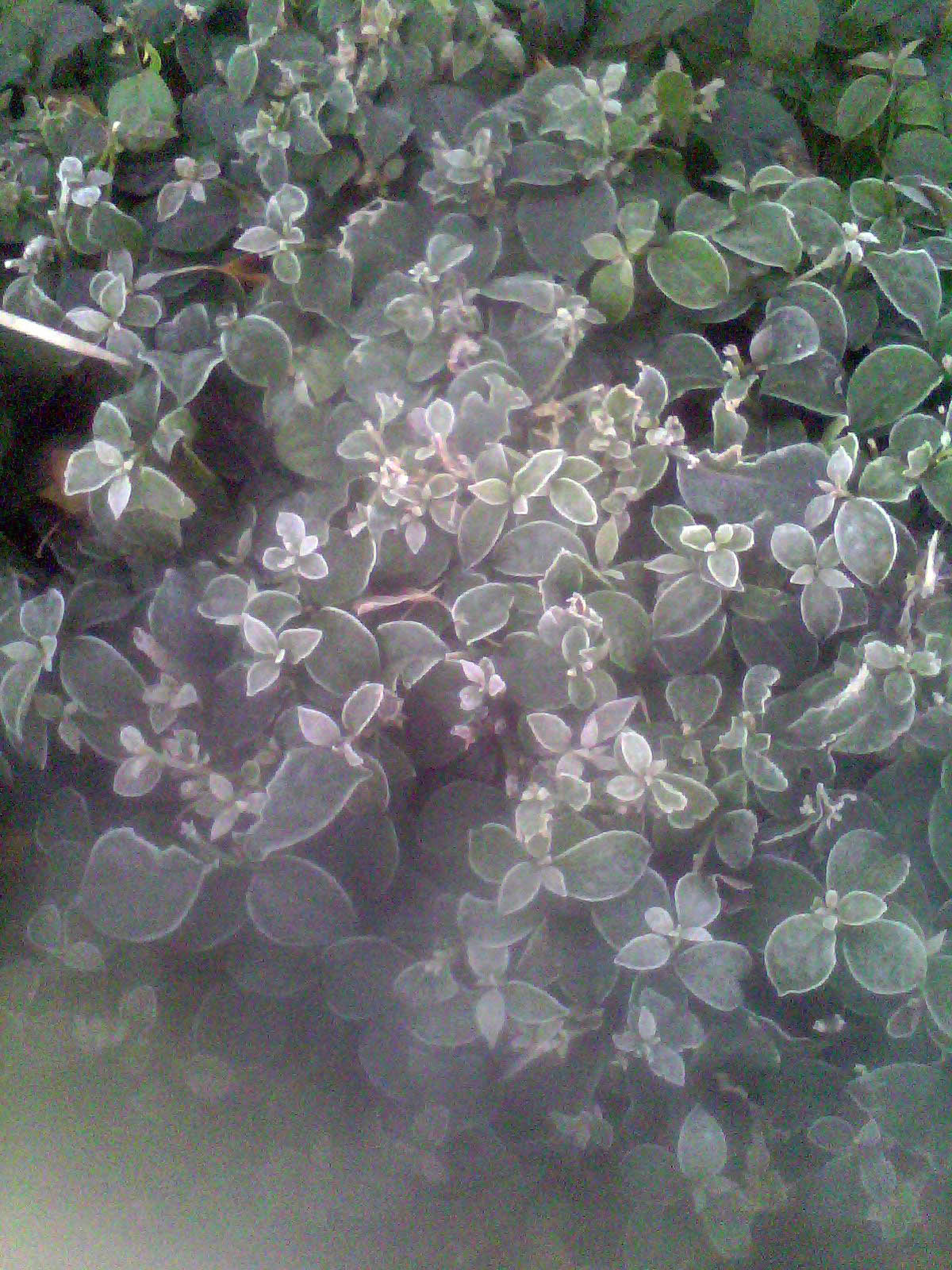 IMG1771A.jpg
