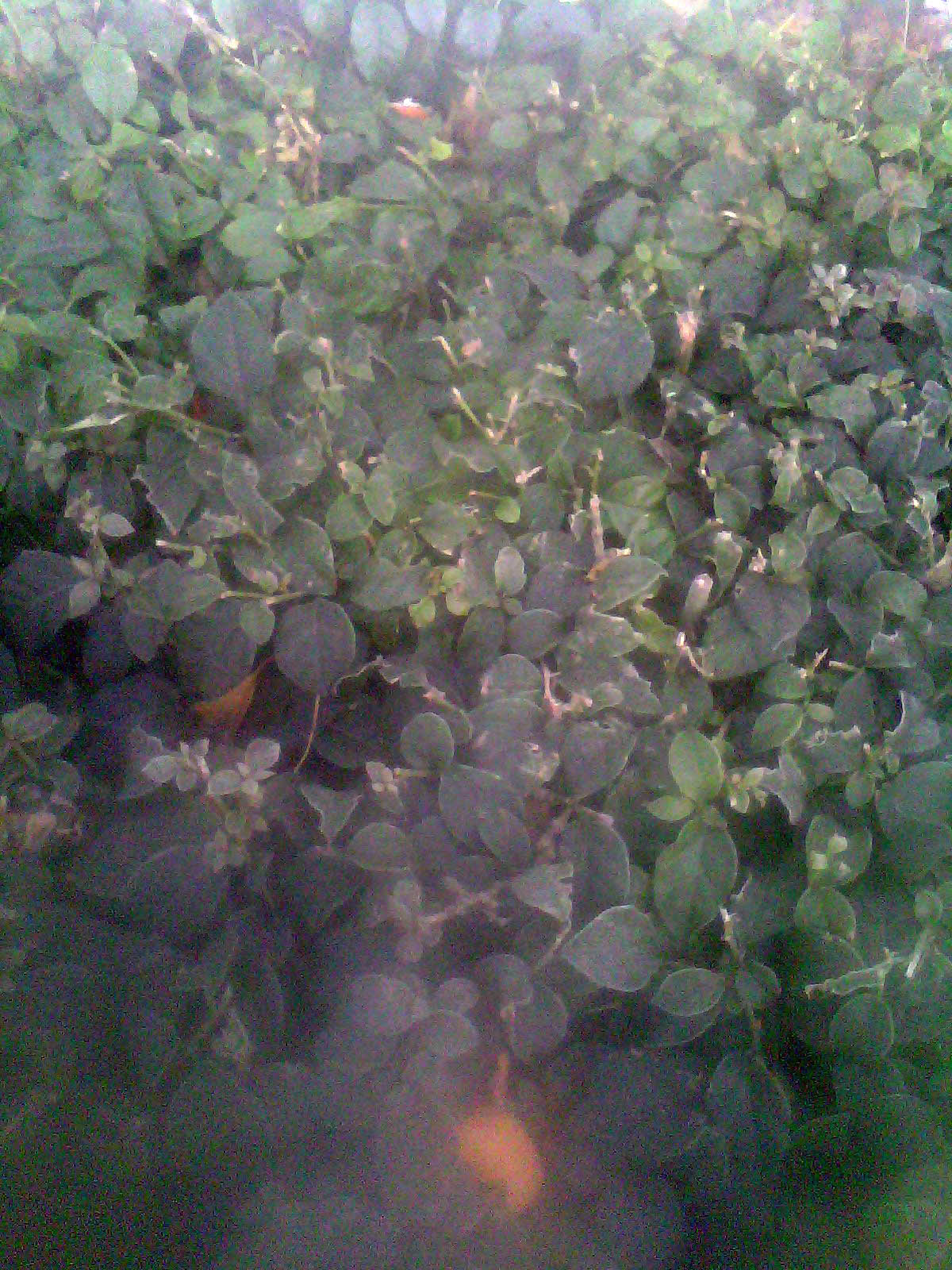 IMG1772A.jpg