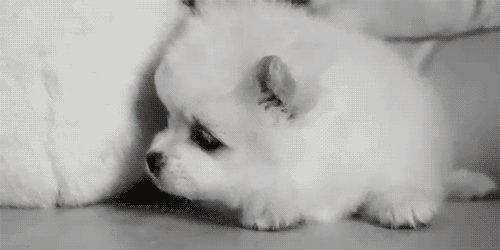 562c11dfa9ec8a13052aa649f703918fa0ecc063.gif