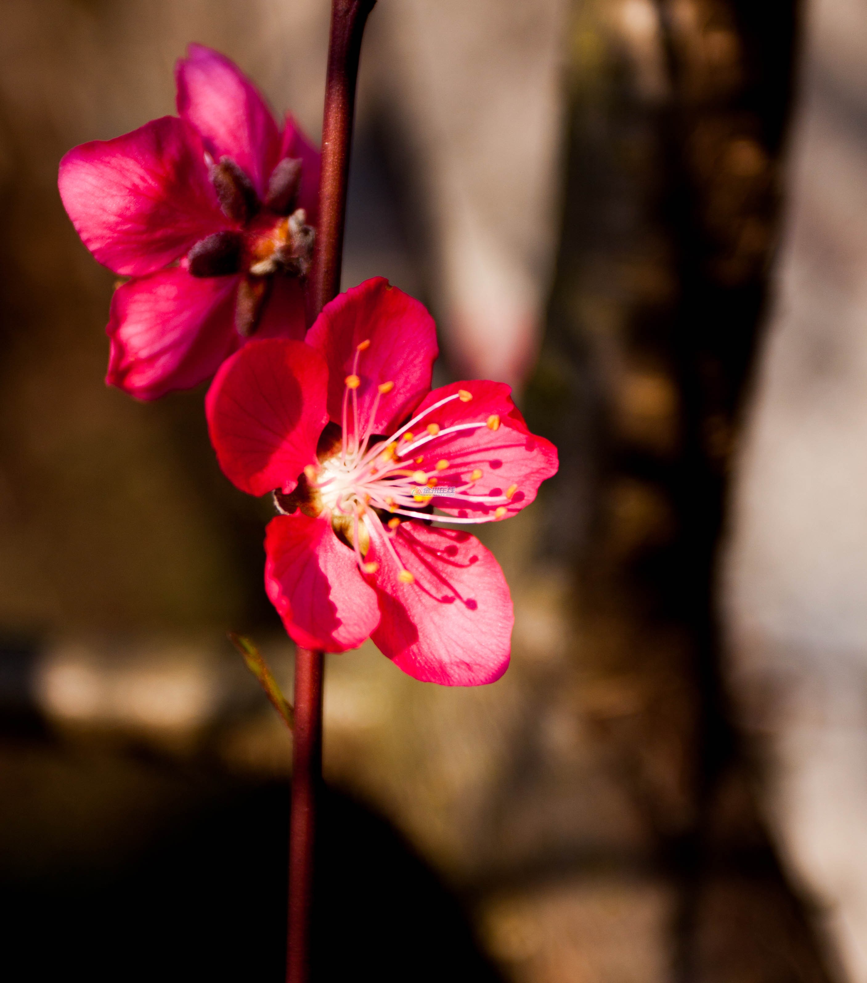 _MG_0042.jpg