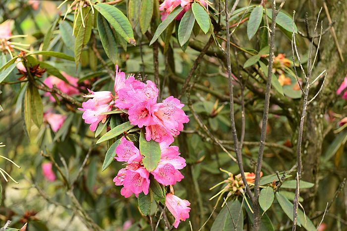 DSC_3377.jpg