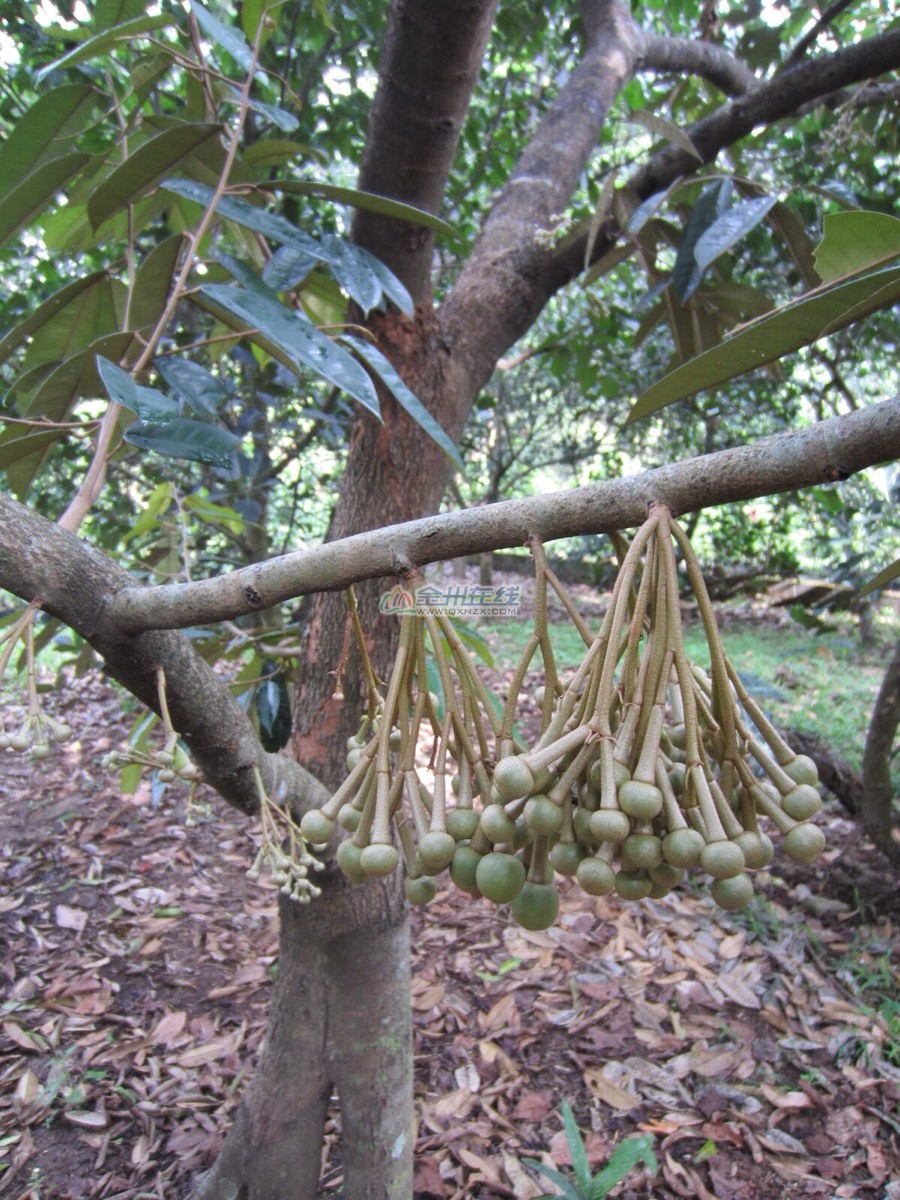 知道藍莓,你知道榴蓮,山竹張啥樣?