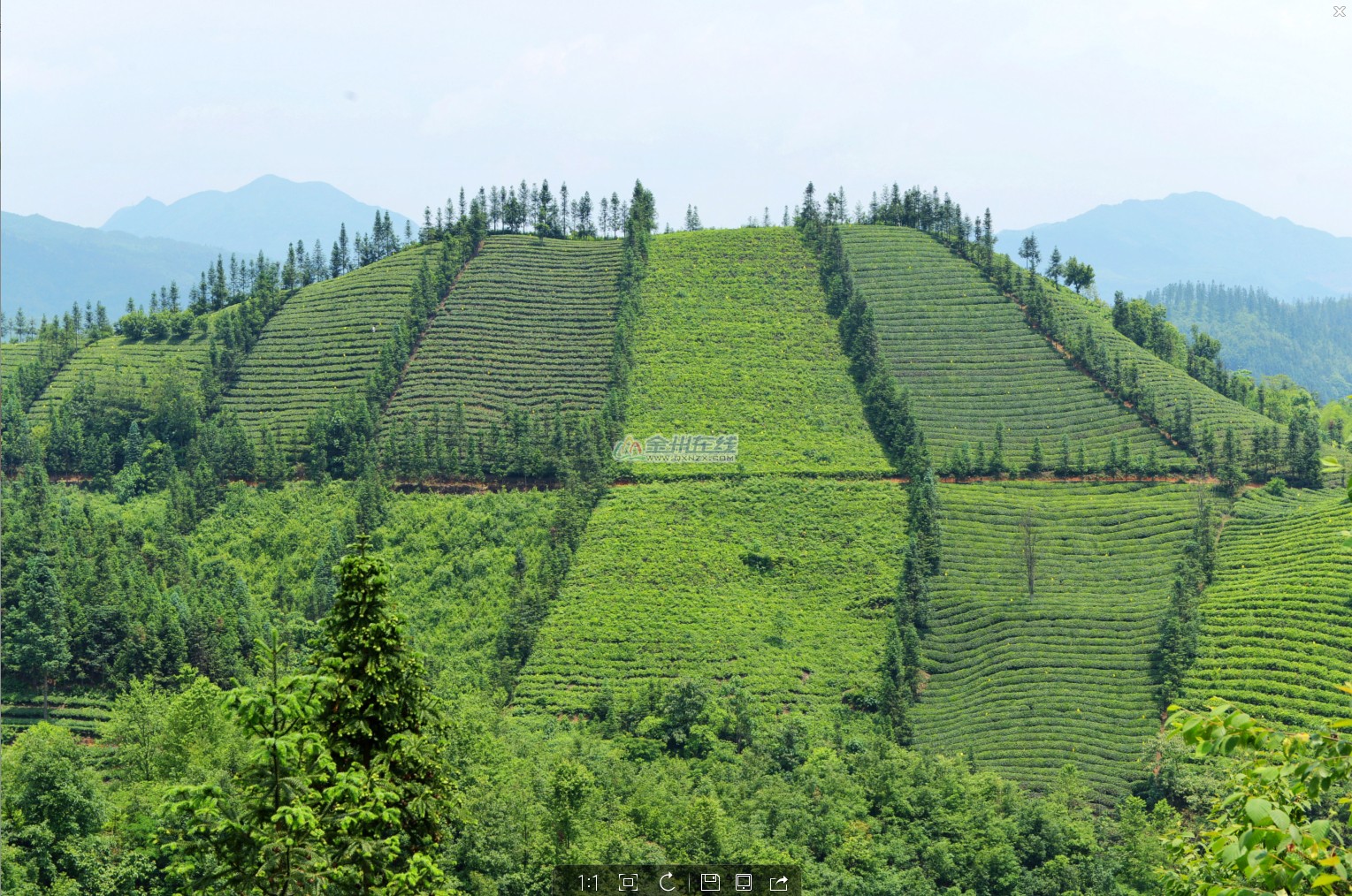 普安茶场图片