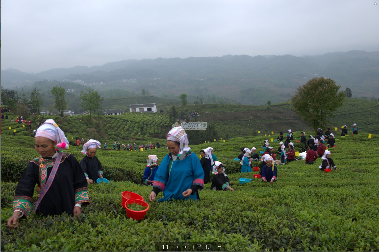 普安茶场图片