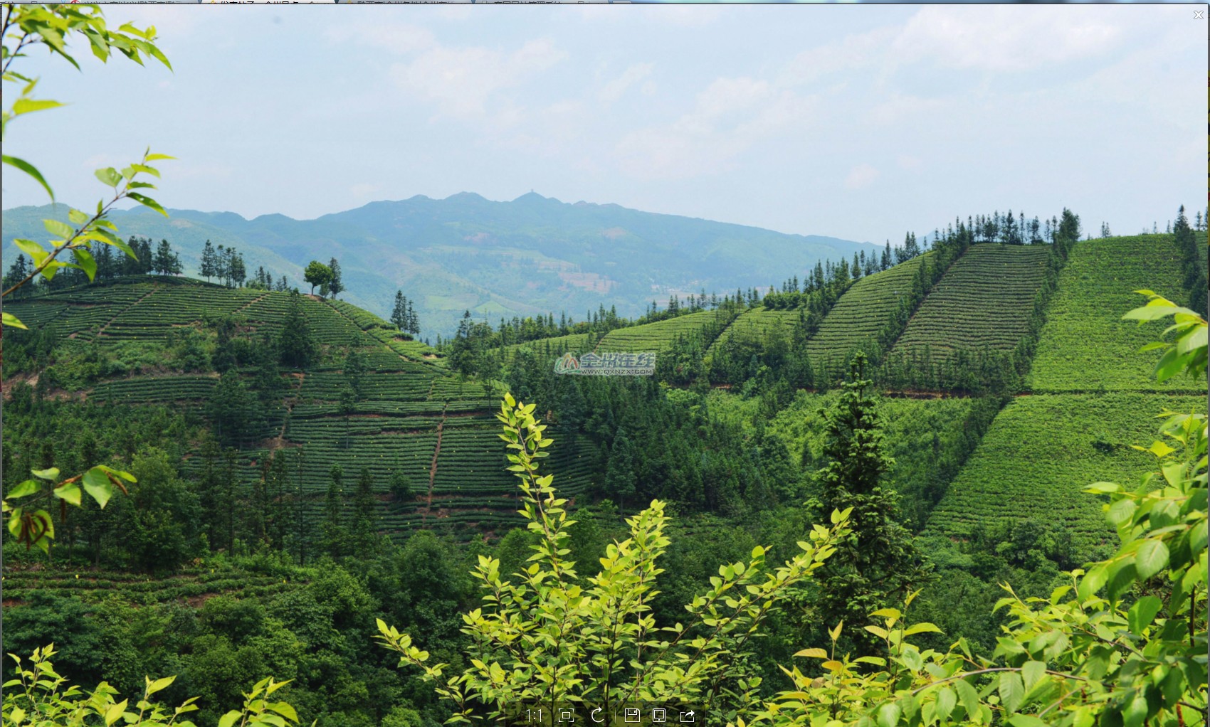 普安茶场图片