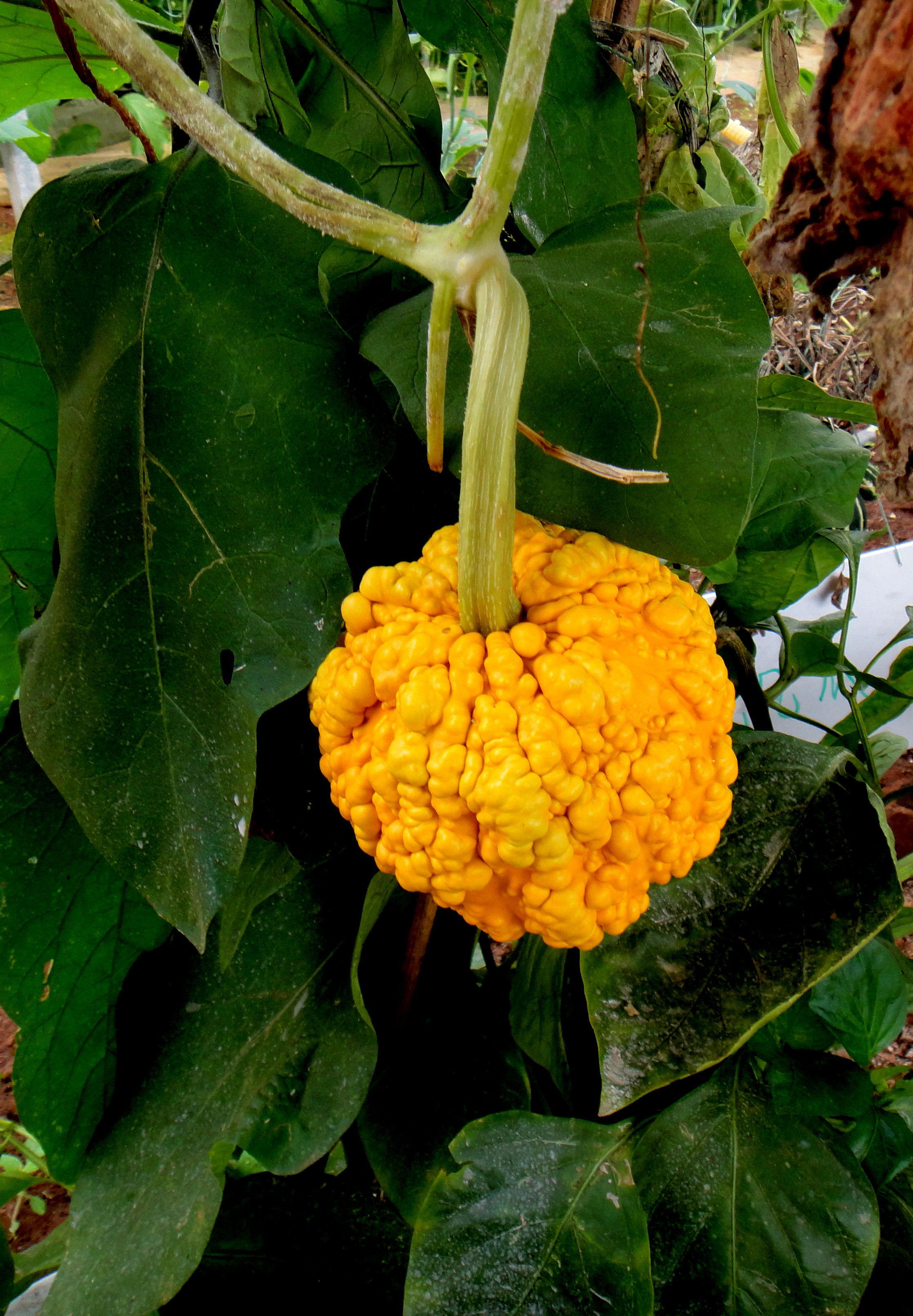 DSC04586.JPG