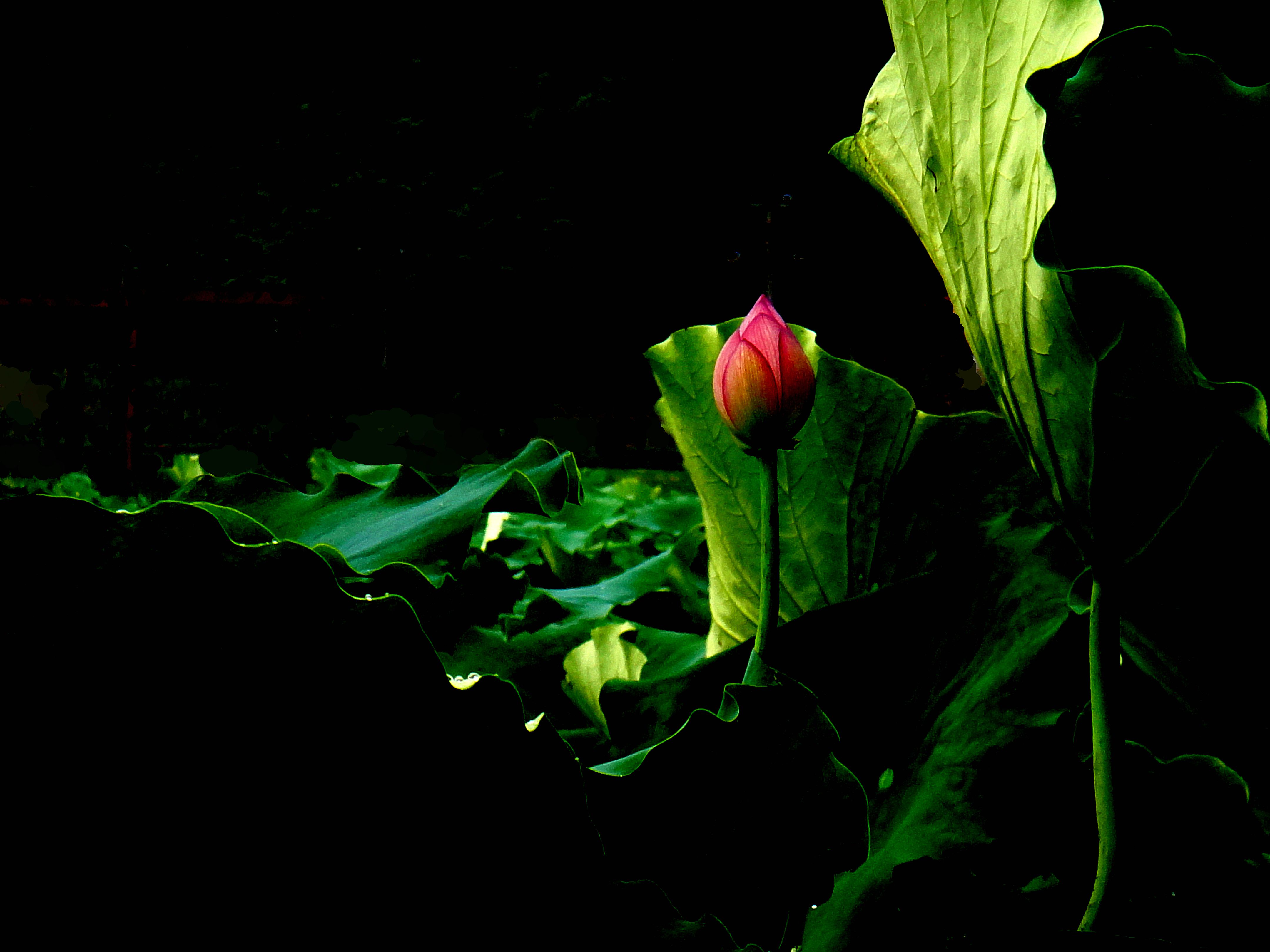 DSC04554_.jpg
