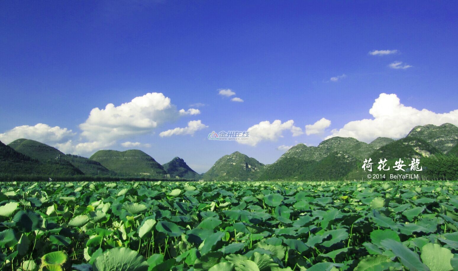 安龙好风光之招堤荷花池(视频 图片)第一篇