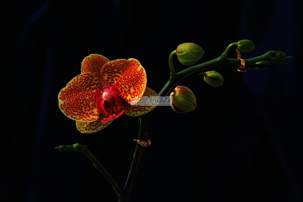 IMG_4710_a.jpg