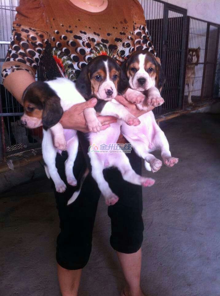ȸȮ
