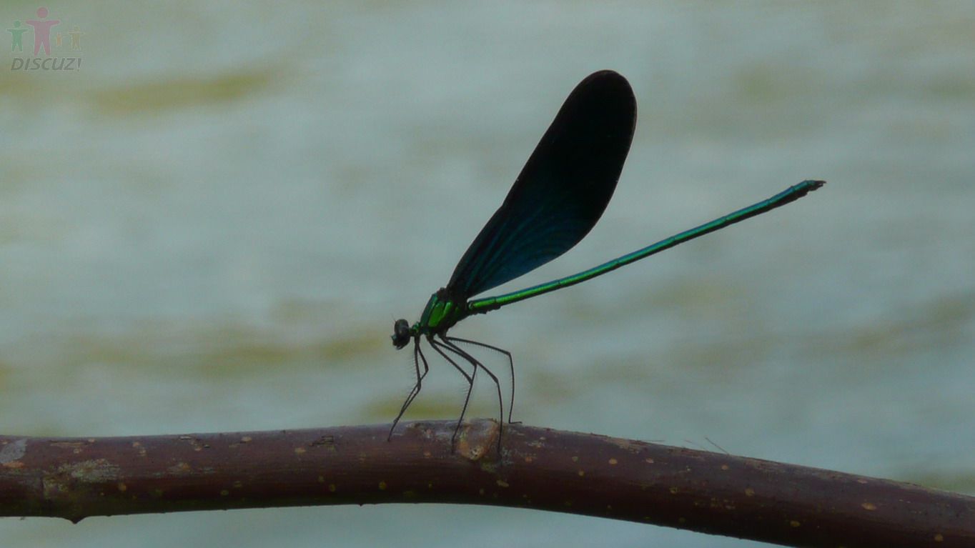 P1010220.jpg