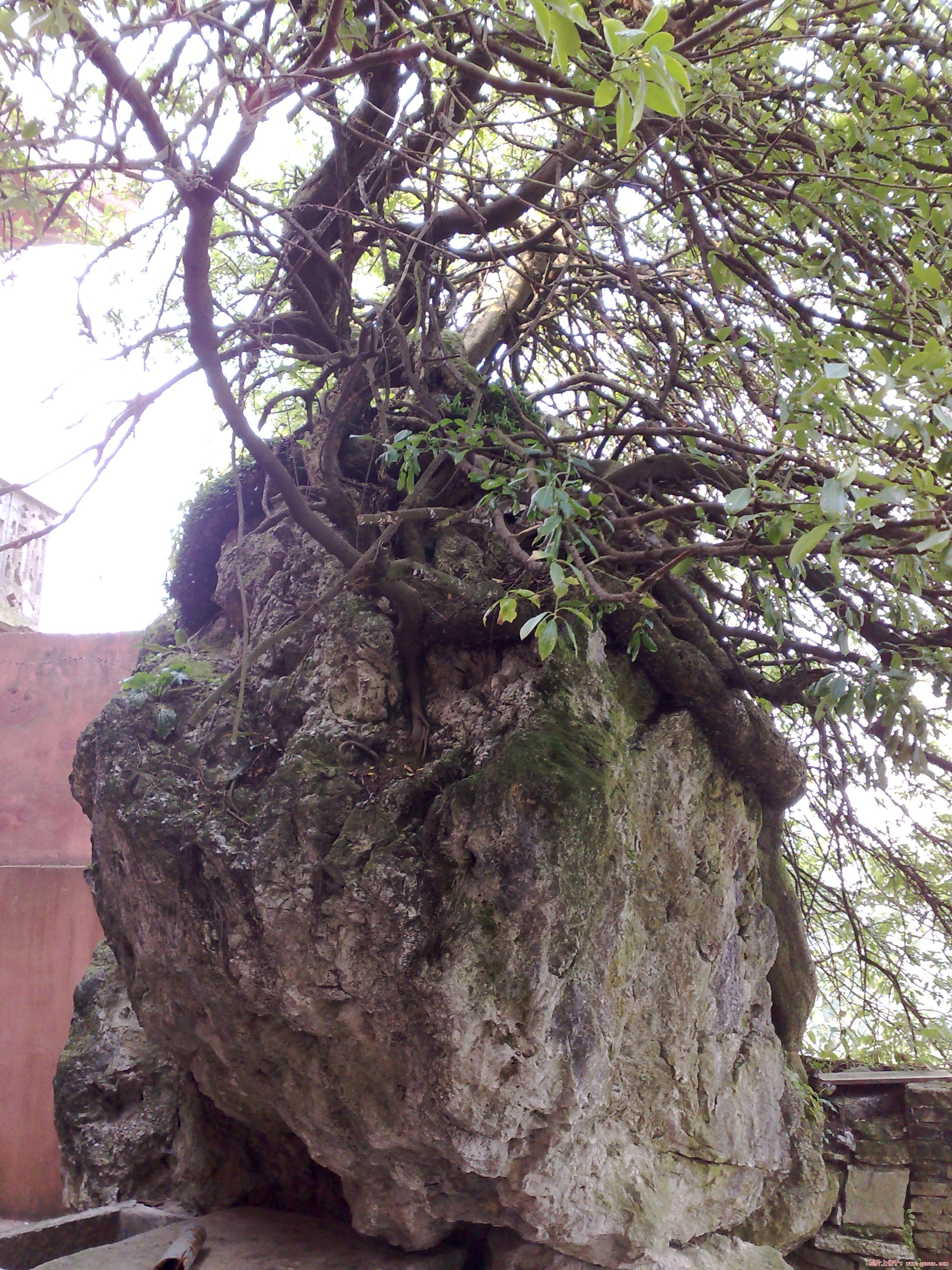 20081018655.jpg