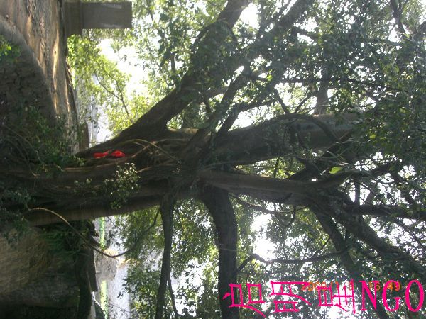CIMG7769.jpg
