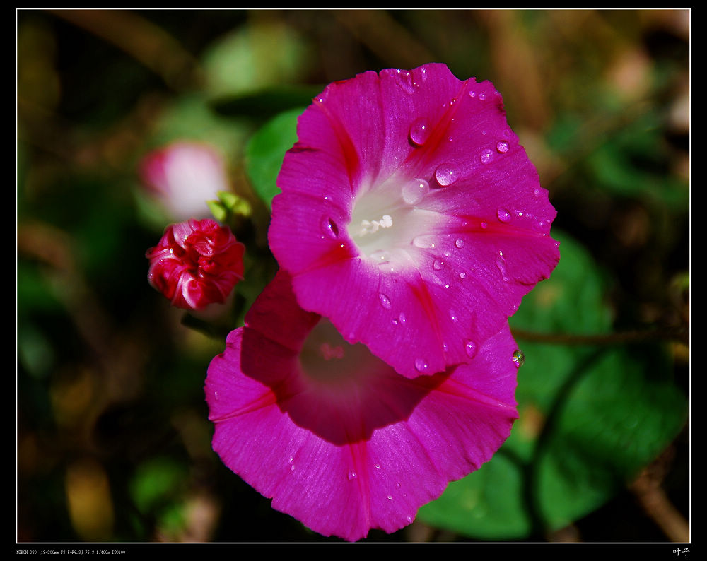 DSC_017100.jpg
