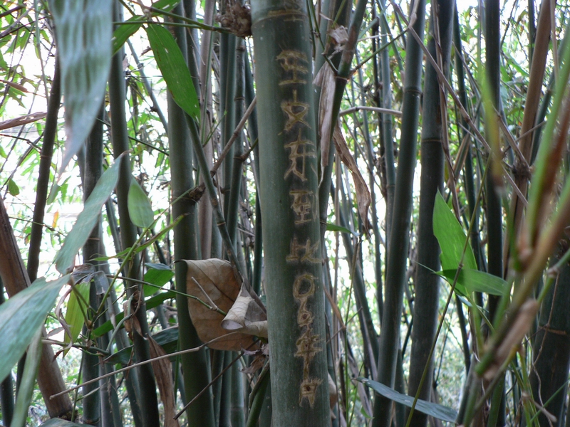 P1080157.jpg